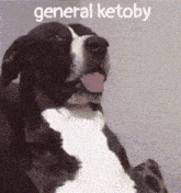 a black and white dog with its tongue hanging out and the words general ketoby below it
