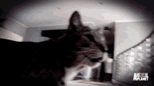 How To Prevent A Cat From Peeing On The Bed GIF