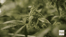 Happy Time Cannabis GIF - Happy Time Cannabis Growing GIFs