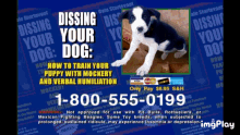 Dissing Your Dog Snl GIF - Dissing Your Dog Snl Willnferrell GIFs