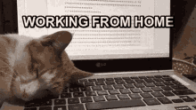 Funny Cat GIF - Funny Cat Wfh GIFs