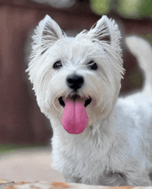 a small white dog with a pink tongue sticking out looks at the camera