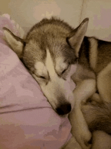 Sleepy Sleepy Wolf GIF