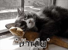 นัวเนีย คลอเคลีย แมว กิ้งก่า GIF - Snuggle Nestle Cat GIFs