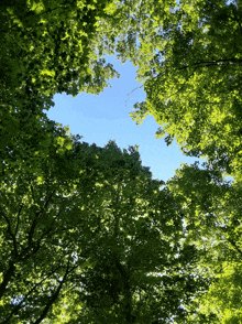 looking up at a tree with lots of green leaves against a blue sky
