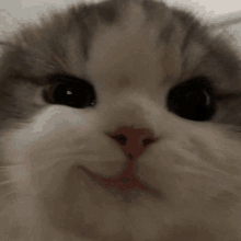 Keiyzumi Taki Cat GIF