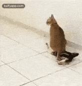 When I Got Angry On My Brother.Gif GIF - When I Got Angry On My Brother Cat Angry GIFs
