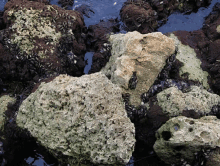 rocks ocean