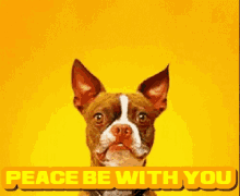 Peace Be With You And Also With You GIF - Peace Be With You And Also With You Peace GIFs