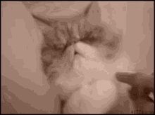a close up of a cat 's face with the website 46ifs.com written on the bottom