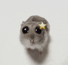 You Are My Star Star Mouse GIF
