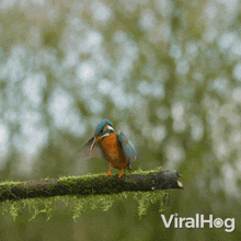 I'M Leaving Kingfisher GIF - I'M Leaving Kingfisher Viralhog GIFs