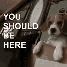 You Should Be Here Puppy GIF