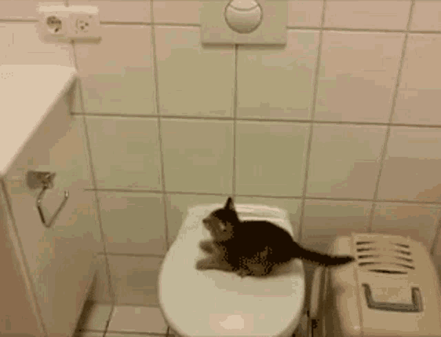 Gif Of The Day 7/6/15: Jumping Cat Fail - Diabolical Rabbit