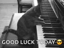 Cat Piano GIF - Cat Piano GIFs