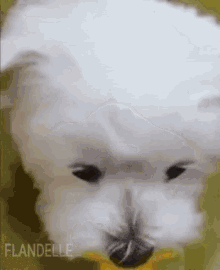 Please Puppy GIF - Please Puppy Stare GIFs