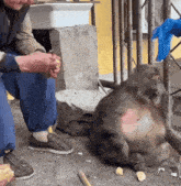 a man is sitting next to a fat monkey