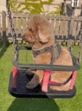 Toy Poodle Teddy GIF - Toy Poodle Poodle Teddy GIFs