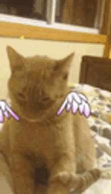 Angel Cat GIF - Angel Cat Angel Cat GIFs