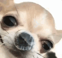 Chihuahua Bugger GIF