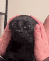 a person is petting a black cat 's head .