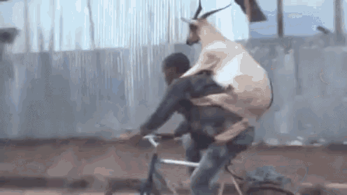 goats-back-ride.gif