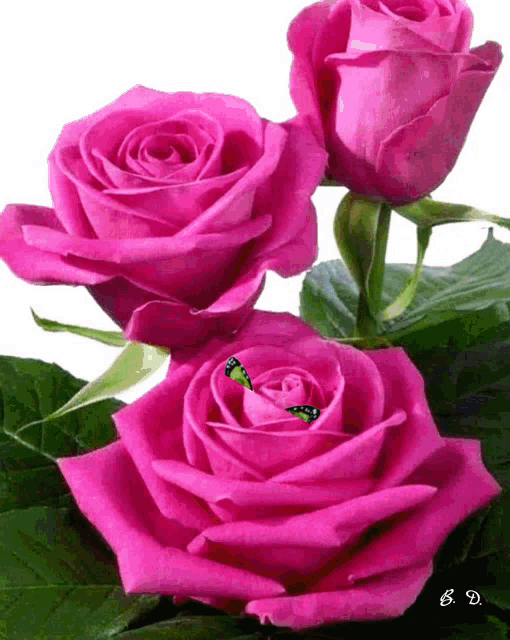 Have A Great Day Gif