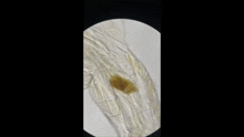Bacteria Poop GIF - Bacteria Poop Rhino Shit GIFs