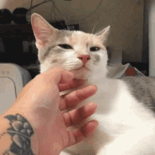 Cuddle Pet GIF - Cuddle Pet Cat GIFs