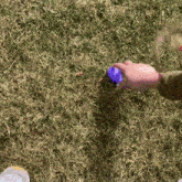 a person is holding a blue ball in their hand
