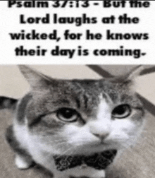 a cat wearing a bow tie and a quote from psalm 37 : 13