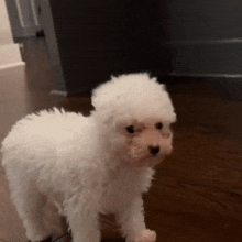 a small white dog is standing on a wooden floor .