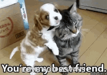 Love Dog GIF - Love Dog Cat GIFs