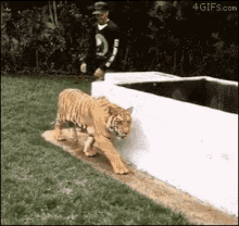 Tiger Startled GIF - Tiger Startled Jump GIFs