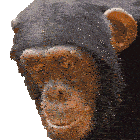 Staring Into Space Chimpanzee Sticker