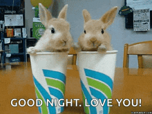 Bunnies Paper Cups GIF - Bunnies Paper Cups Bunny Rabbits GIFs