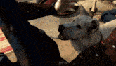 Baldur'S Gate 3 Petting Dog GIF - Baldur'S Gate 3 Petting Dog Bg3 GIFs