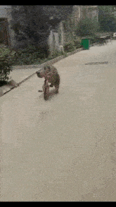 a monkey is riding a bicycle on a sidewalk