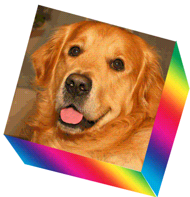 Dog Dog Slide GIF - Dog Dog Slide Puppy - Discover & Share GIFs