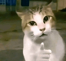 a cat is giving a thumbs up sign while sitting on the floor .