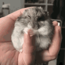 Shummer Hamster GIF - Shummer Hamster GIFs