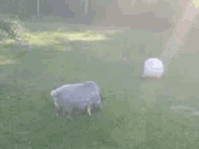 Pig Tail Wagging GIF - Pig Tail Wagging Eating GIFs