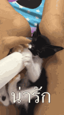 แมว อร่อย GIF - แมว อร่อย แมวชื่ออร่อย GIFs