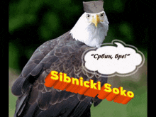 Sibnicki Soko GIF - Sibnicki Soko GIFs