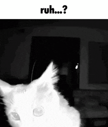 Ruh Roh Ruh Cat GIF - Ruh Roh Ruh Cat Cat GIFs