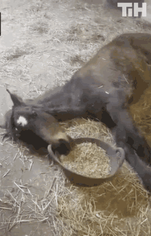 GIF