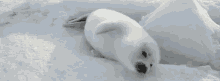 Cozy Seal GIF - Seal Snow Relaxed GIFs