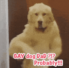 a picture of a dog with the words gay dog dad probably on it