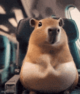 a fat hamster is sitting in a chair on a plane .