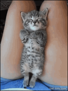 Cat Cute GIF - Cat Cute Kitten GIFs